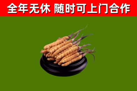 静安区回收冬虫夏草