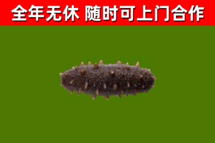 静安区回收海参干